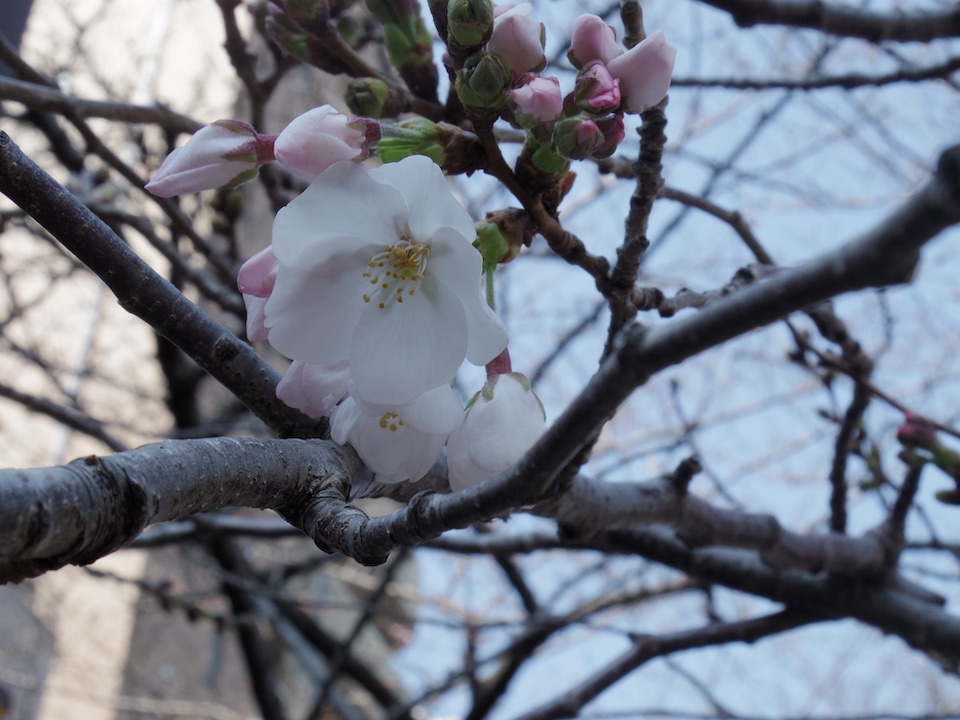 ナカメの桜さんぽ