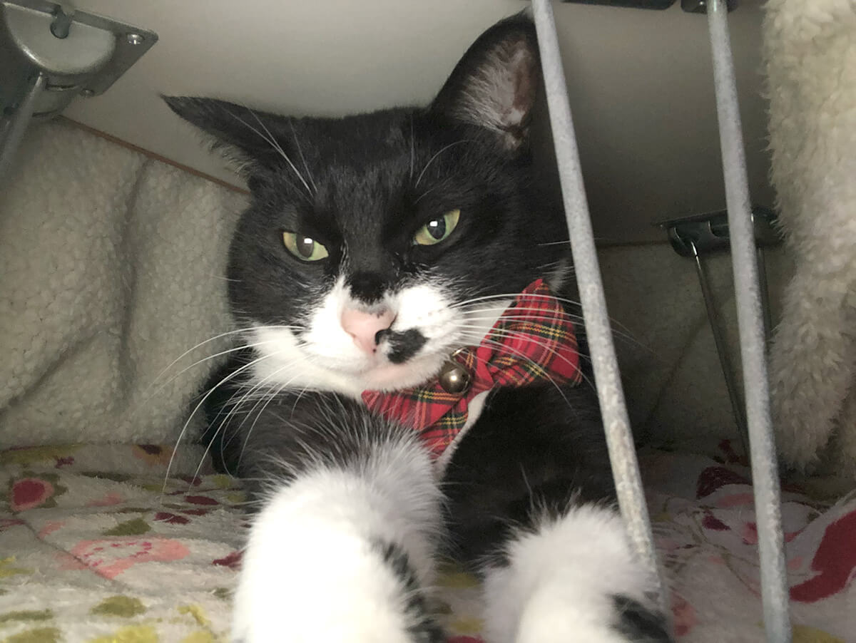 我が家の猫紹介🐱