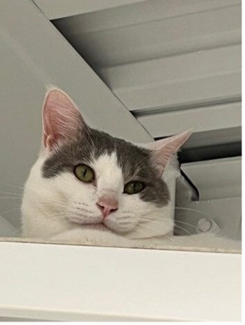 「保護猫喫茶」に行ってまいりました。