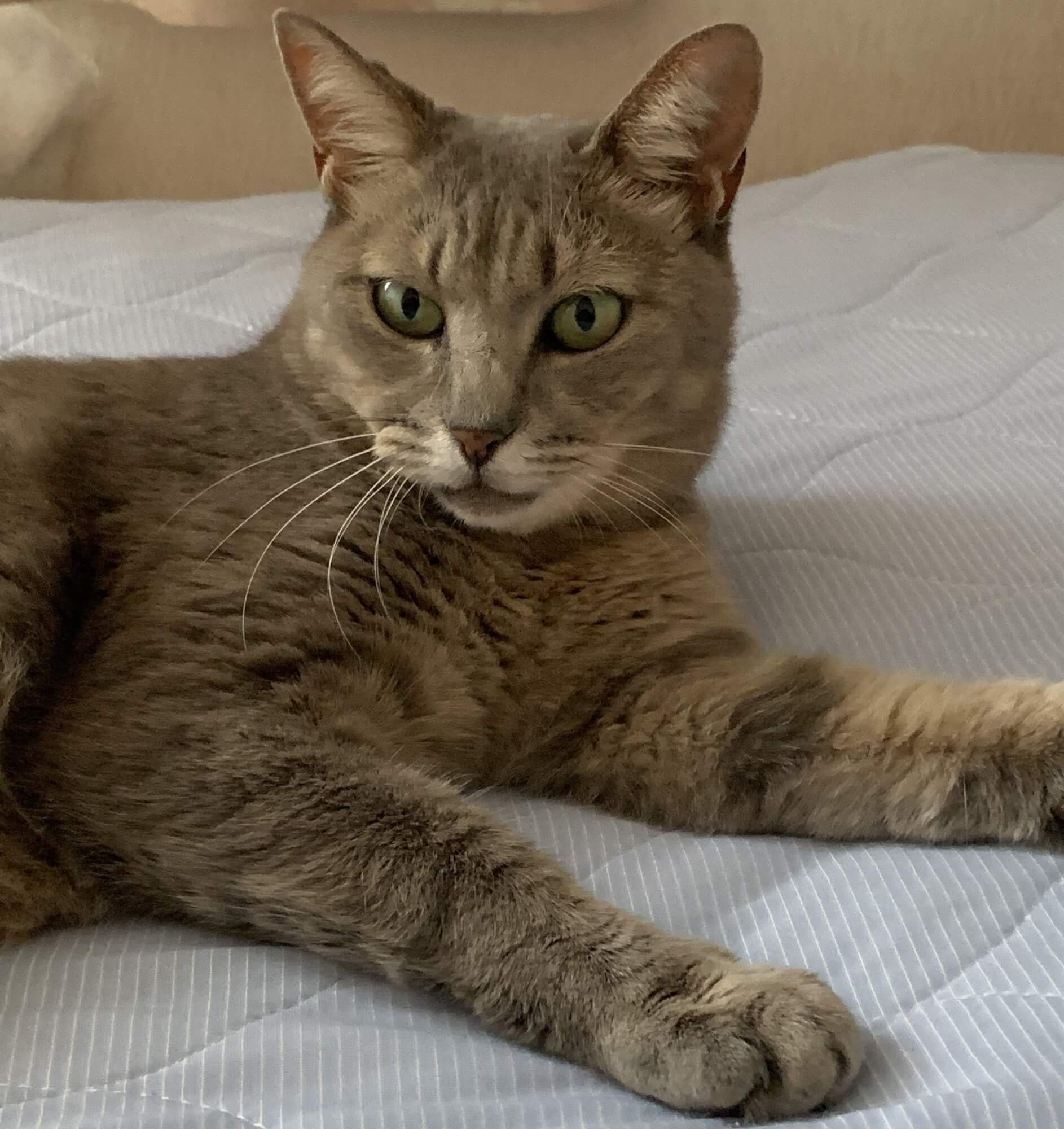 猫さんがわが家にきて2年以上になりました